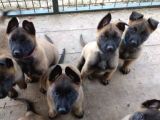Show Kalite Belçika Kurdu Malinois Yavrular