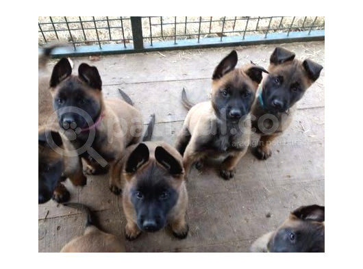 Show Kalite Belçika Kurdu Malinois Yavrular görsel