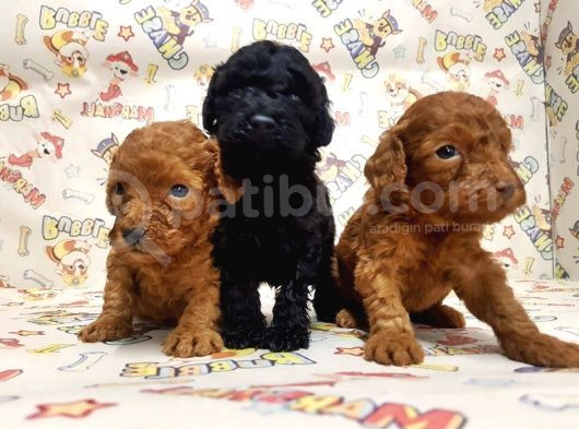 Show Kalite Poodle Yavular görsel