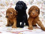Show Kalite Poodle Yavular