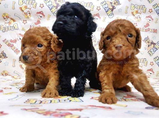 Show Kalite Poodle Yavular görsel