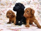 Show Kalite Poodle Yavular