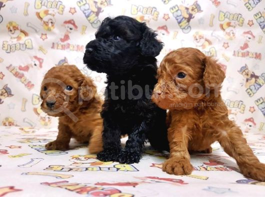 Show Kalite Poodle Yavular görsel