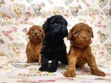 Show Kalite Poodle Yavular