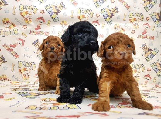 Show Kalite Poodle Yavular görsel