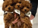Deni̇zli̇ Merkez Tesli̇me Hazir Poodle Bebekler