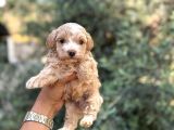 Korekan Teacup Malti̇po Bebekleri̇mi̇z