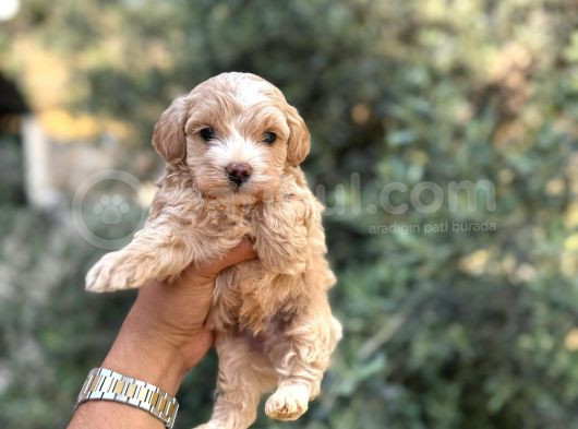 Korekan Teacup Malti̇po Bebekleri̇mi̇z görsel