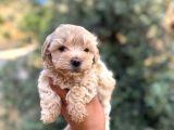 Korekan Teacup Malti̇po Bebekleri̇mi̇z