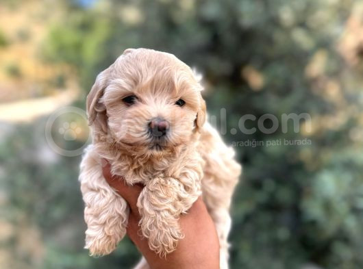 Korekan Teacup Malti̇po Bebekleri̇mi̇z görsel