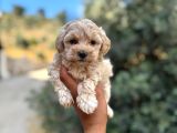KOREKAN TEACUP MALTİPO BEBEKLERİMİZ