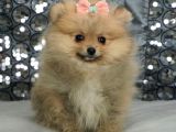 Pomerrian Boo Yavrularımız