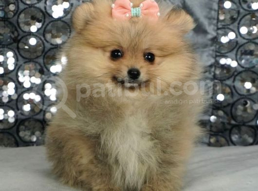 Pomerrian Boo Yavrularımız görsel