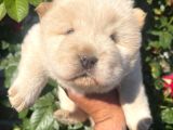 Bebek surat chow chow bebekler