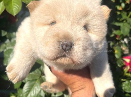 Bebek Surat Chow Chow Bebekler
