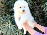 Kar Beyaz Pofuduk Samoyed Yavrular