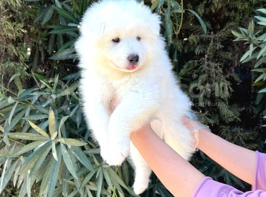 Kar Beyaz Pofuduk Samoyed Yavrular görsel
