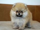 Pomerrian boo yavrularımız