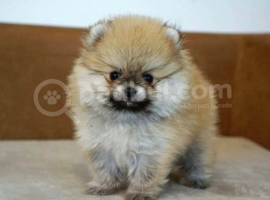 Pomerrian Boo Yavrularımız