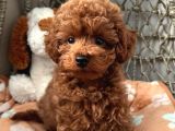 Deni̇zli̇ Merkez Tesli̇me Hazir Poodle Bebekler