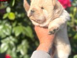 Bebek Surat Chow Chow Bebekler