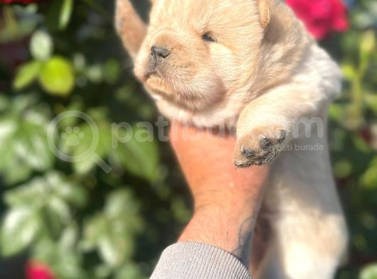Bebek Surat Chow Chow Bebekler görsel