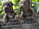 Yasal Çiftlikten Blue Renk Irk Garantili Cane Corso Yavrular