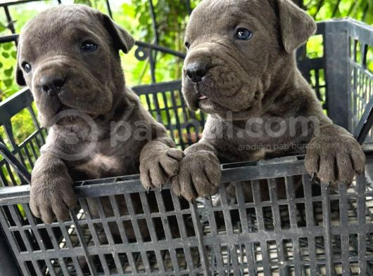 Yasal Çiftlikten Blue Renk Irk Garantili Cane Corso Yavrular görsel
