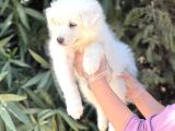 Kar Beyaz Pofuduk Samoyed Yavrular