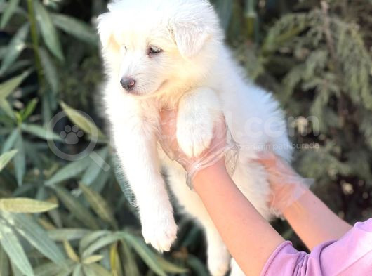 Kar Beyaz Pofuduk Samoyed Yavrular görsel