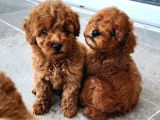 DENİZLİ MERKEZ TESLİME HAZIR POODLE BEBEKLER