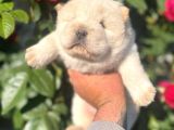 Bebek Surat Chow Chow Bebekler