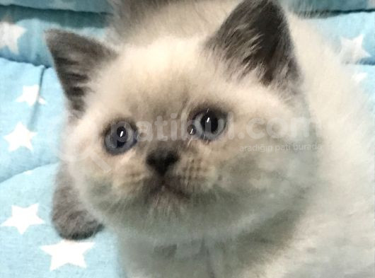Yavrularımız Yeni Yuva Arıyor görsel