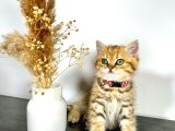 British Shorthair Golden 2 Aylık
