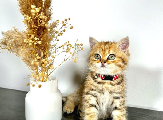 British Shorthair Golden 2 Aylık