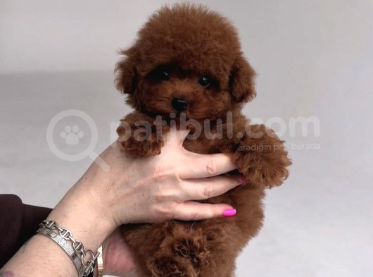 Kore Poodle Bebekler görsel