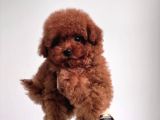 Kore Poodle Bebekler