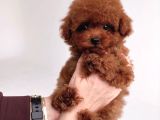 KORE POODLE BEBEKLER