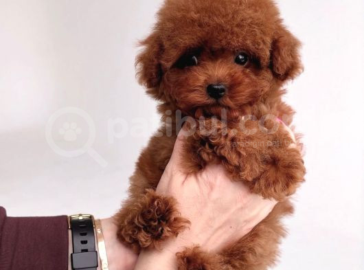 Kore Poodle Bebekler