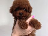 Kore Poodle Bebekler