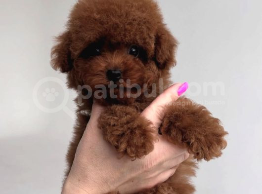 Kore Poodle Bebekler görsel