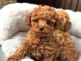 GÜLEN YÜZ POODLE BEBEKLER