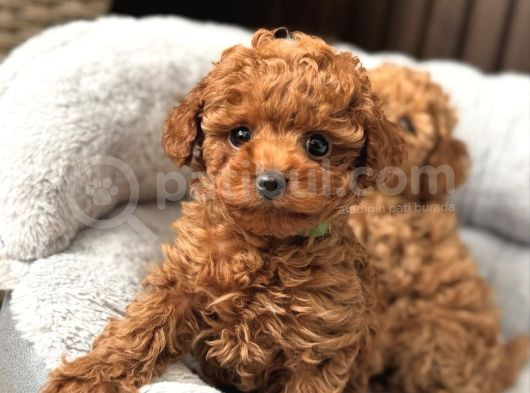 Gülen Yüz Poodle Bebekler