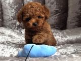Gülen Yüz Poodle Bebekler
