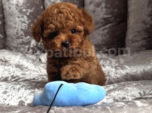 Gülen Yüz Poodle Bebekler görsel