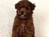 ORİJİNAL KORE POODLE YAVRULAR