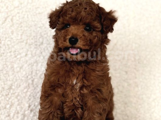 Ori̇ji̇nal Kore Poodle Yavrular