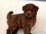 Ori̇ji̇nal Kore Poodle Yavrular