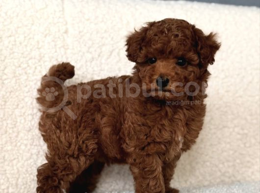 Ori̇ji̇nal Kore Poodle Yavrular görsel