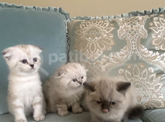 Yavru Kedi görsel